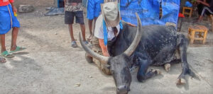 Mature woman traveller hugging bull