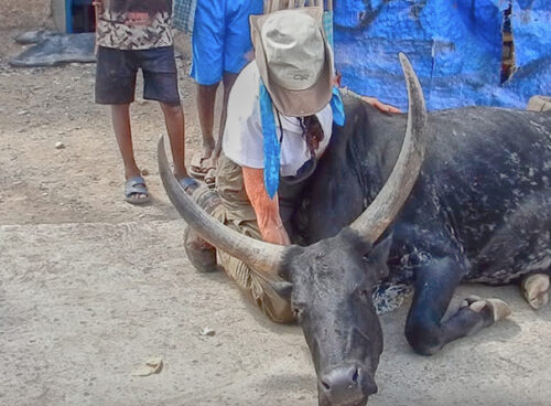 Mature woman traveller hugging bull