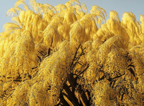 Aging with Resilience