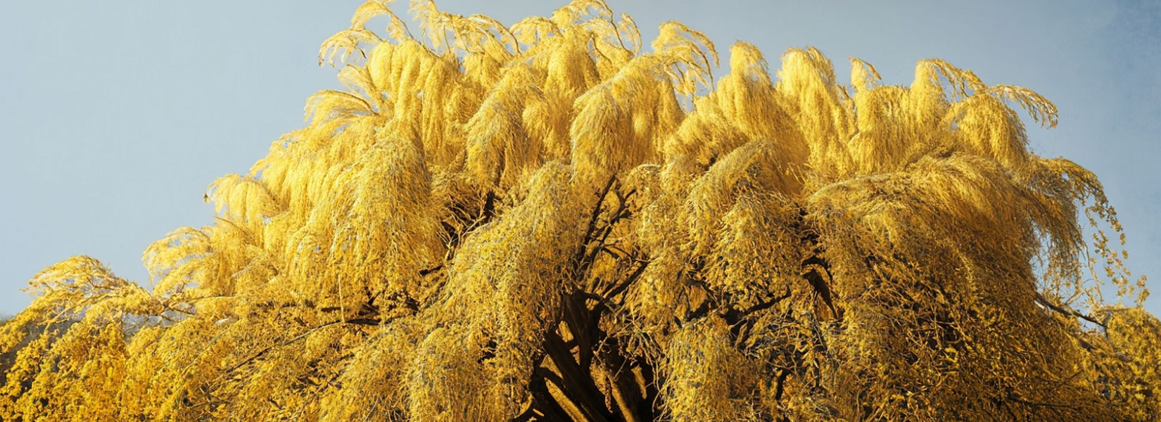 Aging with Resilience